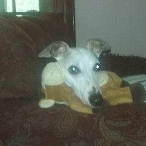 Meet your Posher, Alan